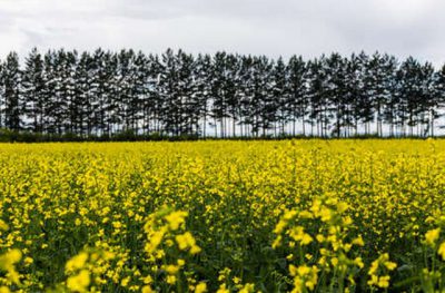 행운, 재산, 걱정 – 페릭스 바이세